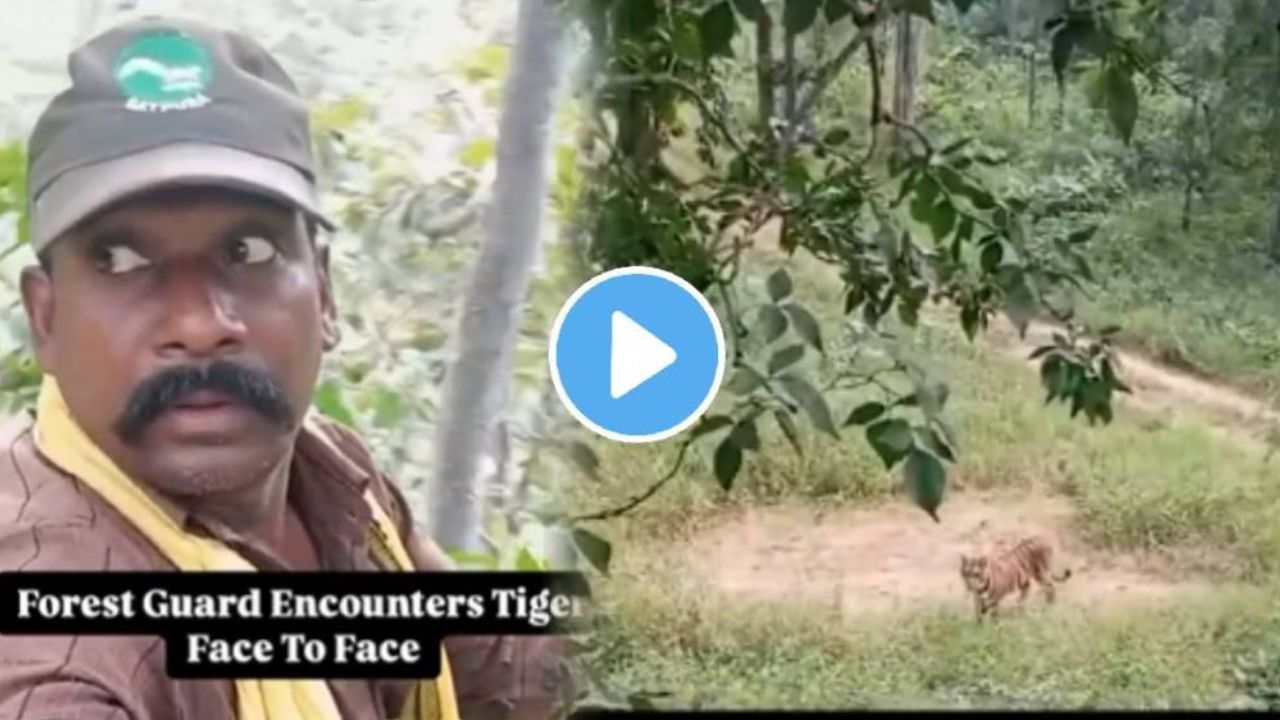 Tiger Shocking Viral Video